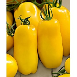 Price: €2 - Sementes de Tomate Golden San Marzano - 