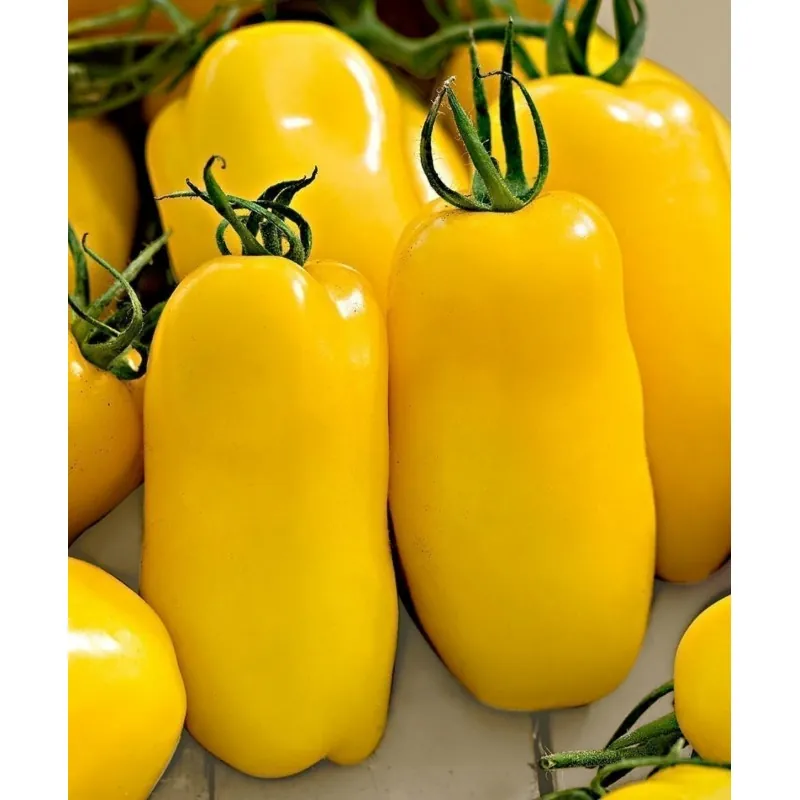 Σπόροι Ντομάτα Golden San Marzano