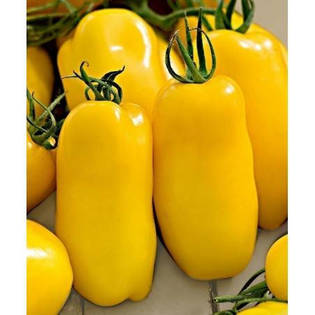 Gelbe San Marzano Tomatensamen | 2,00 €