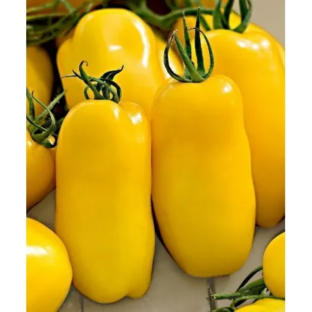 Σπόροι Ντομάτα Golden San Marzano