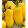 Seme Paradajza Zlatni – Golden San Marzano | 2,00 €