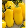 Tomato Seeds GOLDEN SAN MARZANO