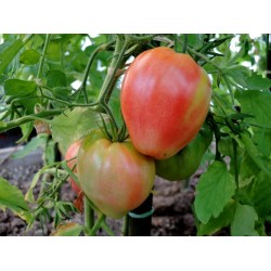 Tomatensamen VAL Sorte aus Slowenien