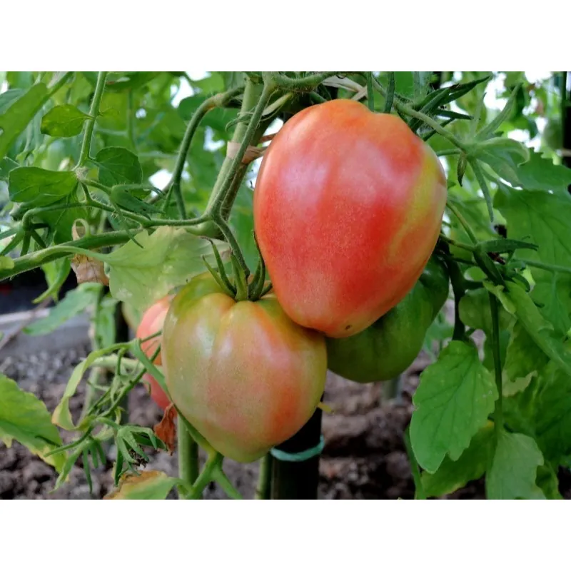 Tomat Frön VAL Variety från Slovenien