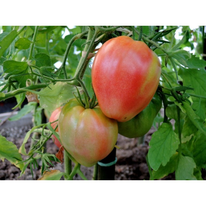 Tomato Seeds VAL Variety from Slovenia - 193.527799