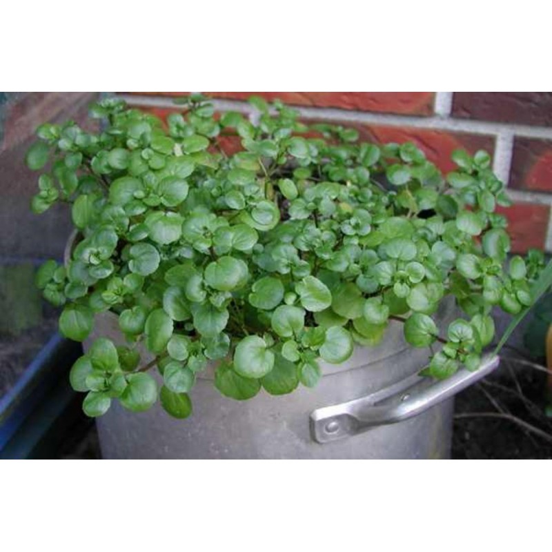 Price: €2.45 - Echte Brunnenkresse Samen, Wasserkresse (Nasturtium officinale) - 