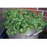 Price: €2.45 - Echte Brunnenkresse Samen, Wasserkresse (Nasturtium officinale) - 