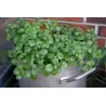 Graines de Cresson de fontaine (Nasturtium officinale)