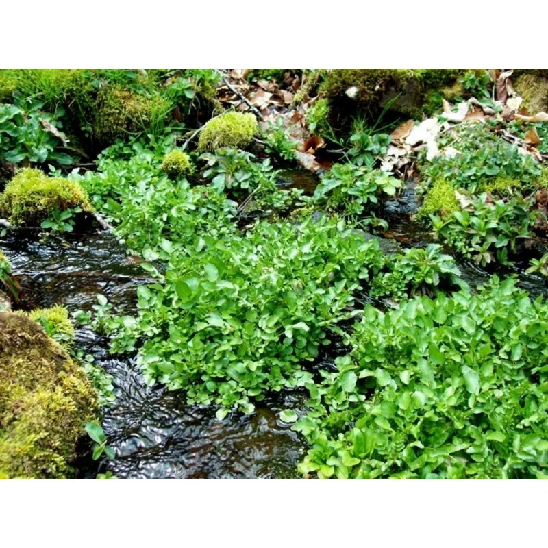 Echte Brunnenkresse Samen, Wasserkresse (Nasturtium officinale)