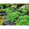 Price: €2.45 - Echte Brunnenkresse Samen, Wasserkresse (Nasturtium officinale) - 