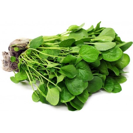 Price: €2.45 - Echte Brunnenkresse Samen, Wasserkresse (Nasturtium officinale) - 