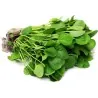 Graines de Cresson de fontaine (Nasturtium officinale)