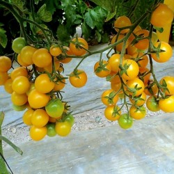 Semillas de Tomate Cereza Amarillo