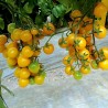Price: €1.85 - Tomatfrön Gul - Yellow Cherry - Seeds Gallery