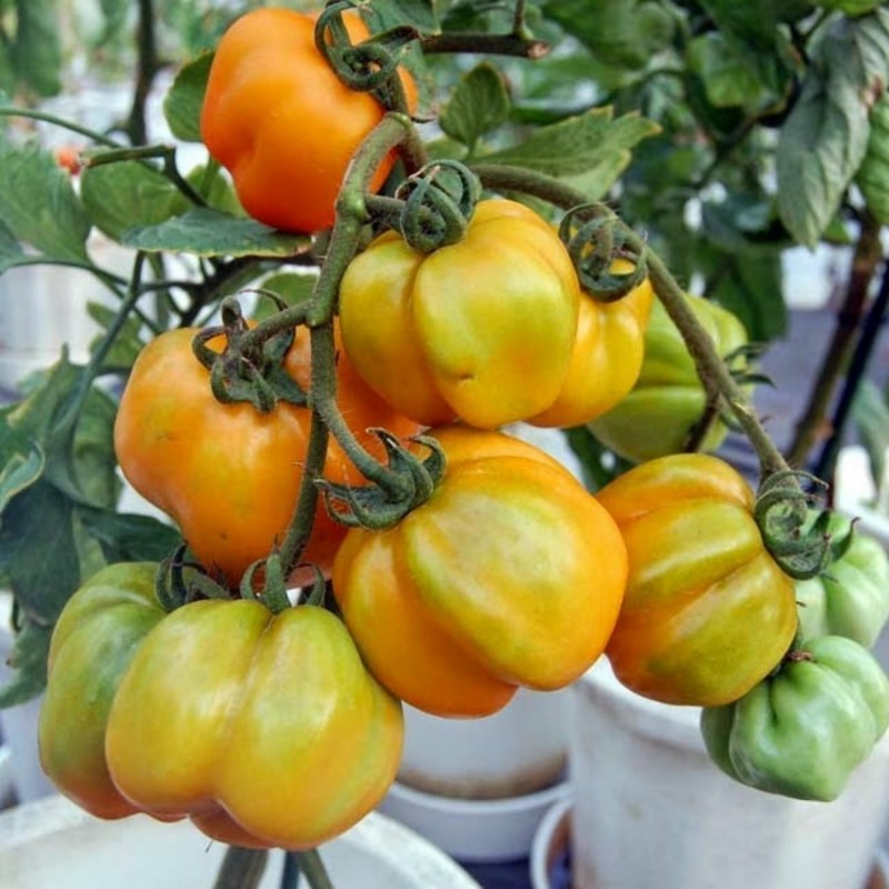 Price: €2 - Sementes de tomate Yellow Stuffer - Seeds Gallery