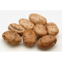 “Pinto” Bean Seeds (Phaseolus vulgaris)