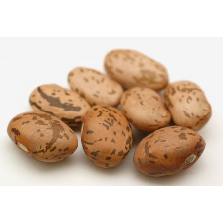Price: €2 - Semillas de frijol Pinto -