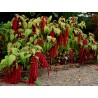 Price: €1.35 - Amaranth Seeds (Amaranthus) - 