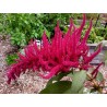 Price: €1.35 - Amaranth Seeds (Amaranthus) - 