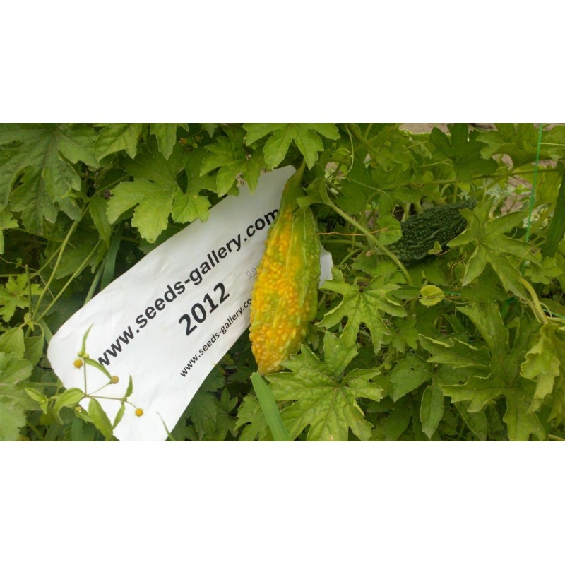 Price: €1.75 - Graines La Margose (Momordica Charantia) - Seeds Gallery