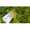 Price: €1.75 - Graines La Margose (Momordica Charantia) - Seeds Gallery