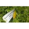 Semi di melone amaro (Momordica Charantia)