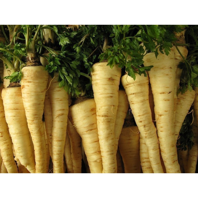 Price: €1.55 - Semenska Traka Persun Berlinski Snezno Beli - 