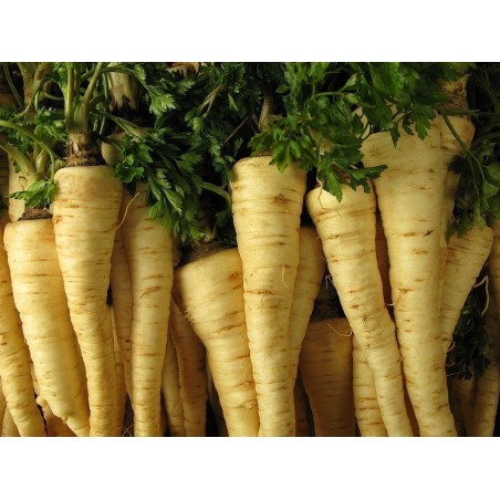 Price: €1.55 - Semenska Traka Persun Berlinski Snezno Beli -