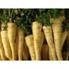 Price: €1.55 - Petersilie Saatband Berliner Wurzelpetersilie - 