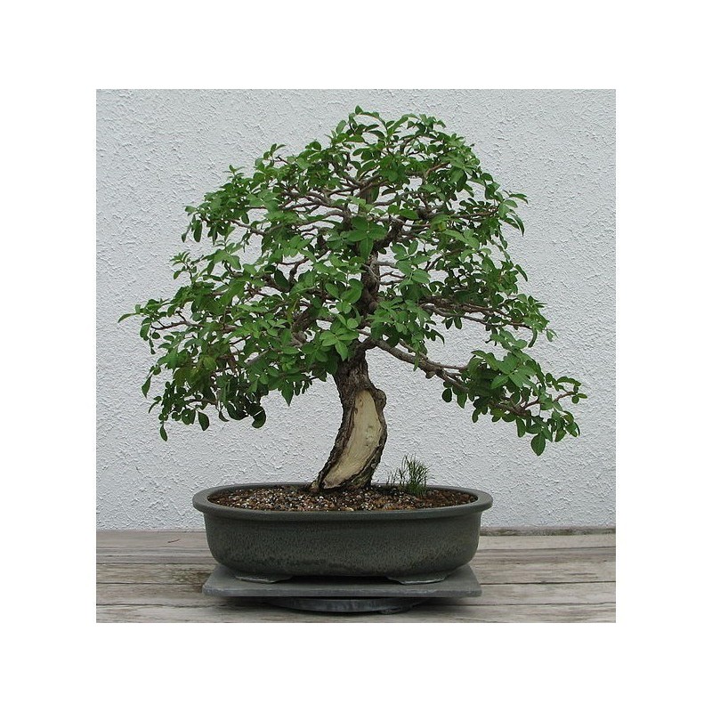 Price: €2.5 - Sementes de Aroeira-vermelha, aroeira-pimenteira - 
