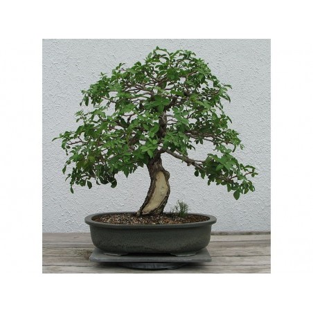 Price: €2.5 - Sementes de Aroeira-vermelha, aroeira-pimenteira -