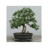 Price: €2.5 - Semi di Pepe Brasiliano - 