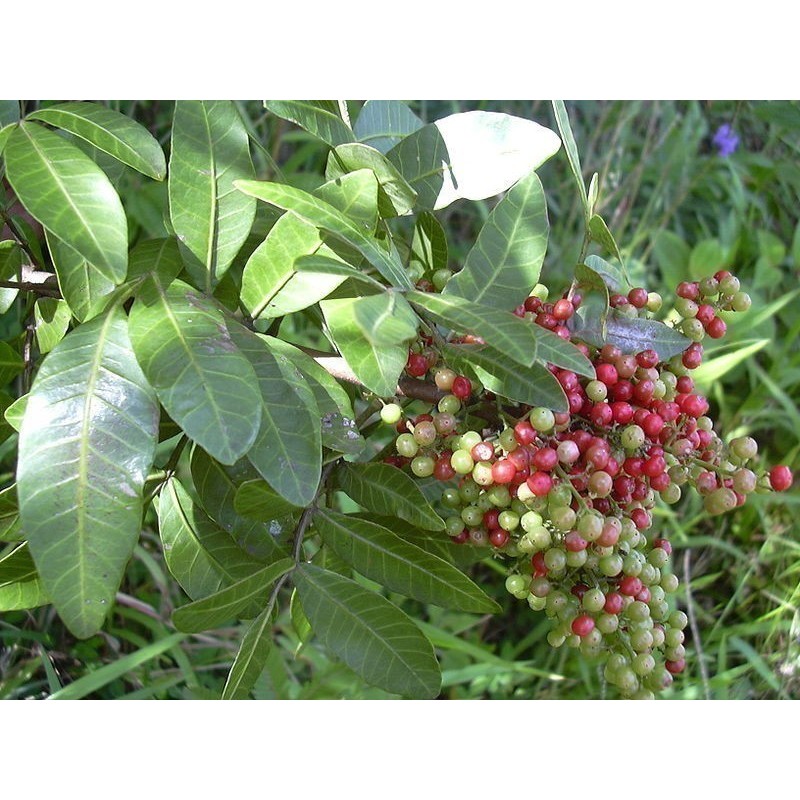 Price: €2.5 - Sementes de Aroeira-vermelha, aroeira-pimenteira - 