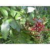 Price: €2.5 - Graines de FAUX POIVRIER BAIE ROSE - 