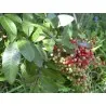 Graines de FAUX POIVRIER BAIE ROSE