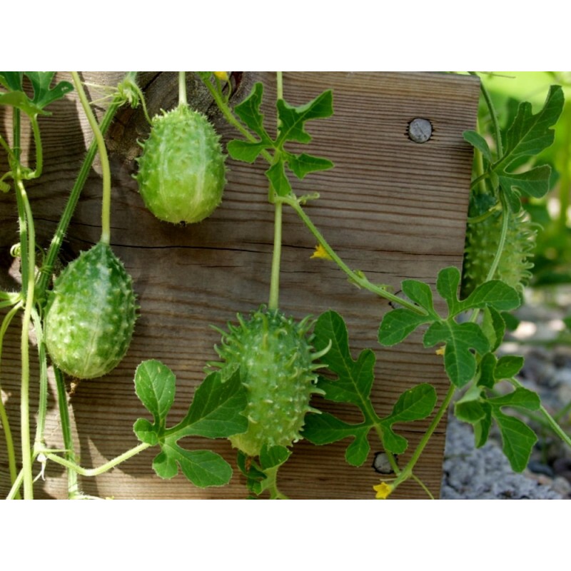 Anguriagurka Frön (Cucumis anguria) | 1,85 €
