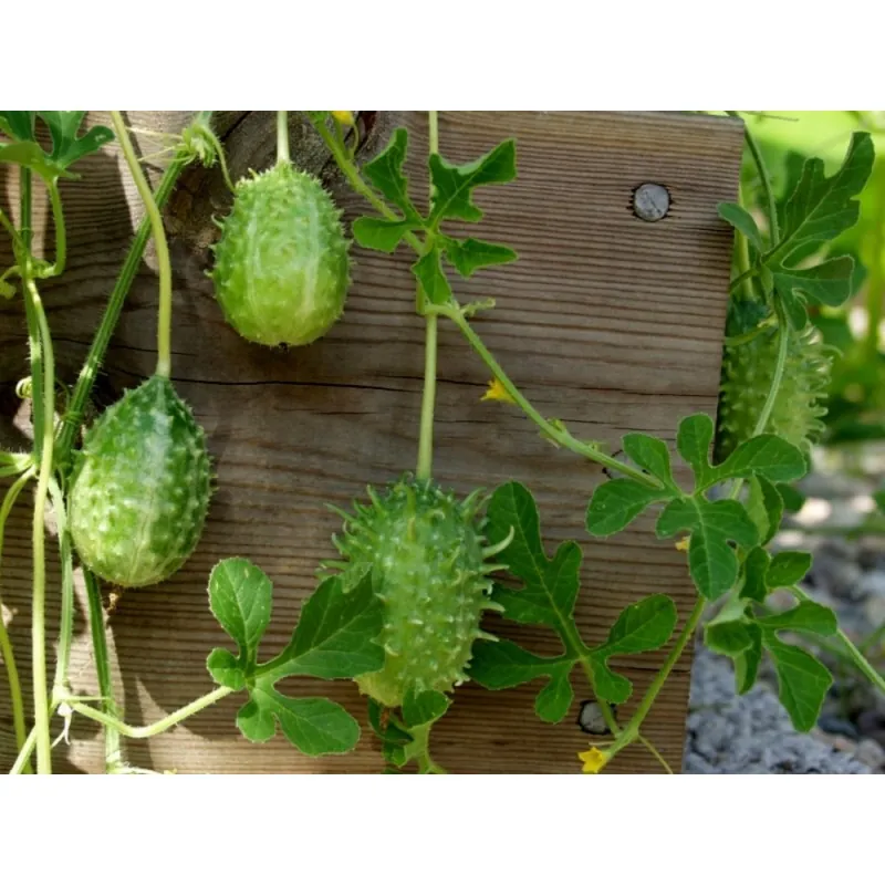 Semillas Pepinillo, Pepino Del Monte, Pepino Silvestre
