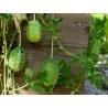 Semillas Pepinillo, Pepino Del Monte, Pepino Silvestre