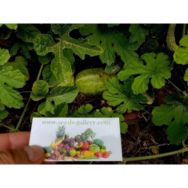 Anguriagurka Frön (Cucumis anguria) | 1,85 €