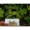 Sementes de Pepino Maxixe, Galinha-Arrepiada