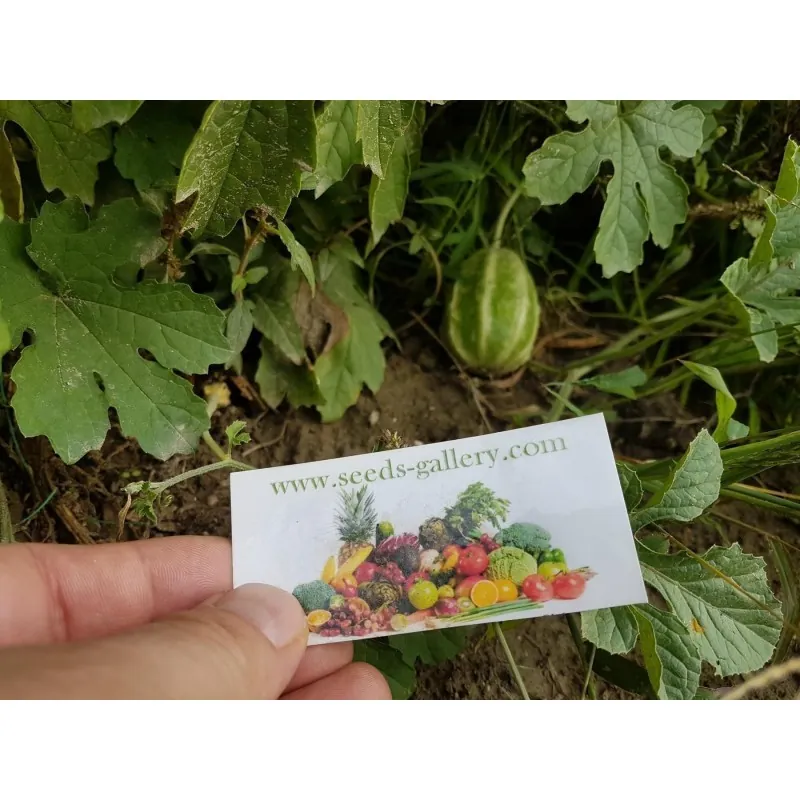 Semillas Pepinillo, Pepino Del Monte, Pepino Silvestre