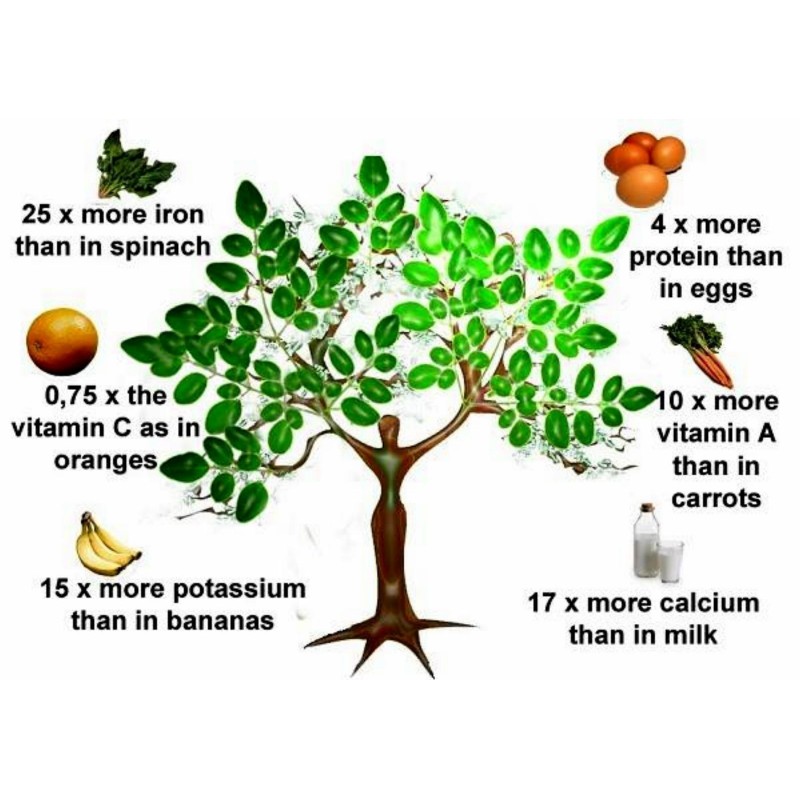 Graines De Moringa Oléifera - Arbre De Vie | 1,95 €