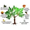 Moringa the Miracle Tree Seeds