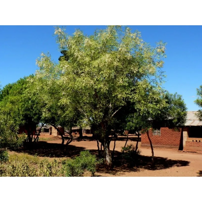 Moringa the Miracle Tree Seeds