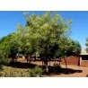 Moringa the Miracle Tree Seeds