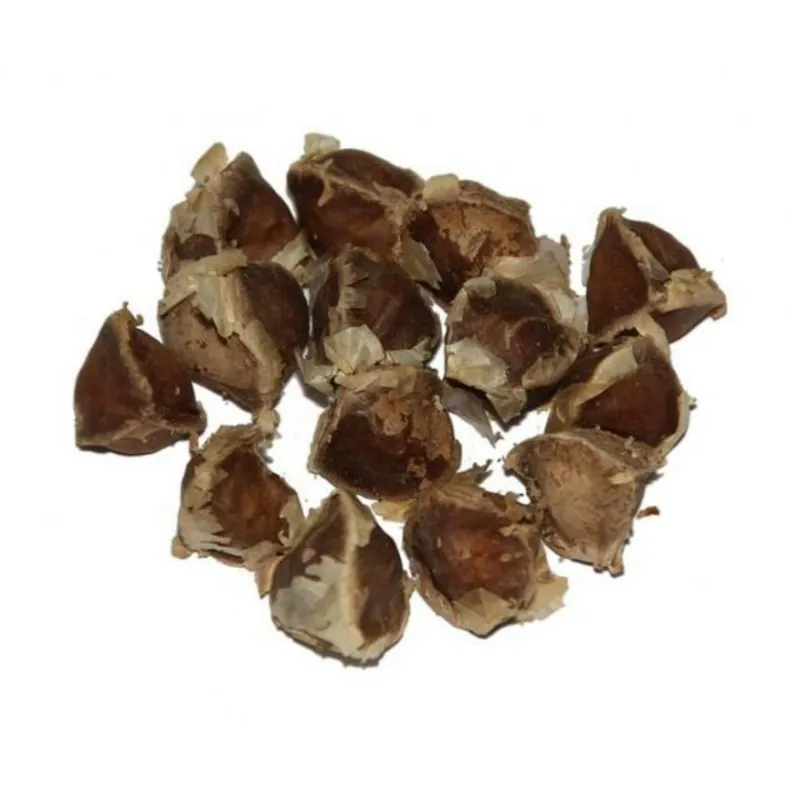 Moringa the Miracle Tree Seeds