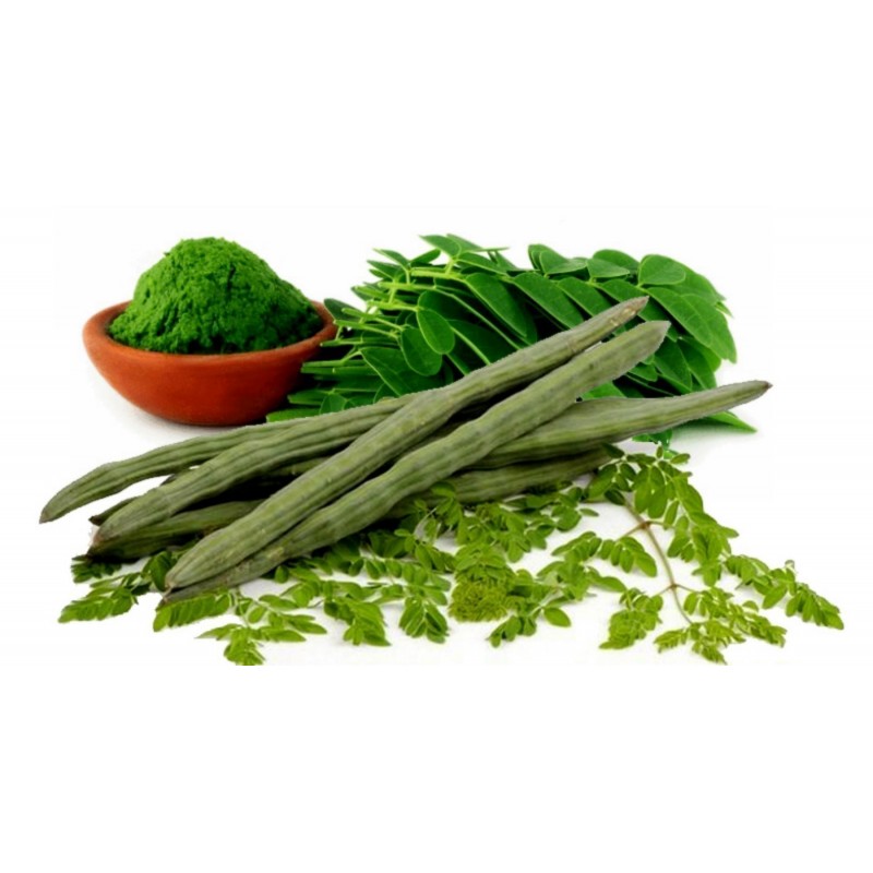 Σπόροι Μορίνγκα δέντρο θαύμα | 1,95 €