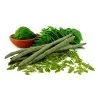 Moringa the Miracle Tree Seeds