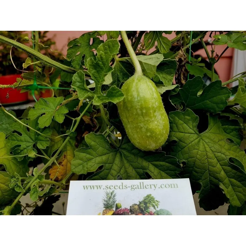 Semillas Pepinillo, Pepino Del Monte, Pepino Silvestre