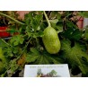 Anguriagurka Frön (Cucumis anguria) | 1,85 €
